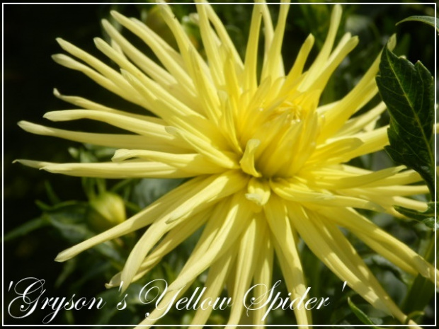 grysons yellow spider