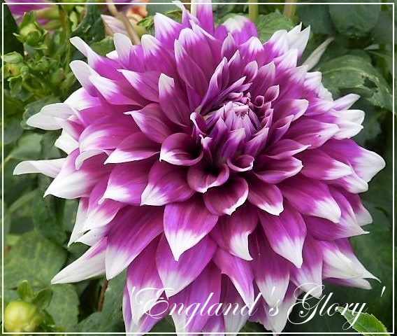 dahlia 'englands glory'