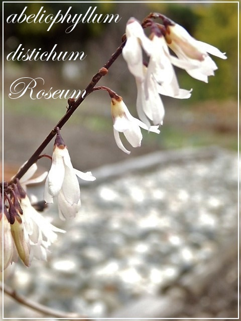 abeliophyllum