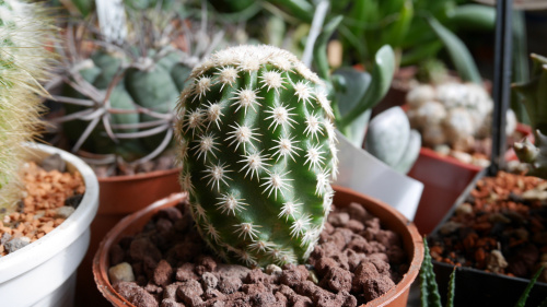 Echinocereus ctenoides