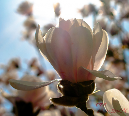 Magnolie.. #wiosna2019 #magnolie #natura #drzewa #kwiaty