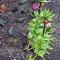 Cesarska korona (Fritillaria imperialis) w wiosennej szacie