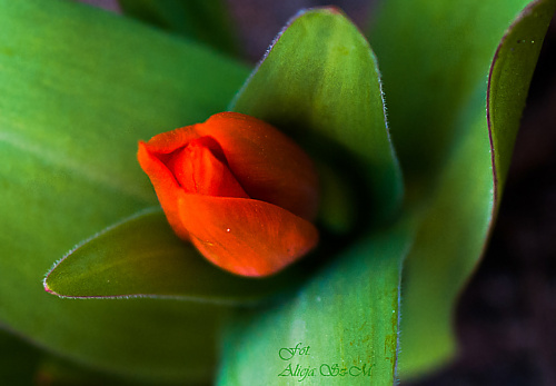 najmniejszy z Liliputow tulipanow.., #wiosna #porzeczki #krzewy #cesarskakorona #ogrody #natura #przyroda