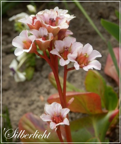 bergenia 'silberlicht'