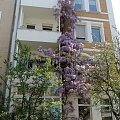 1. Słodlin japoński, wisteria, glicynia (Wisteria floribunda) - drugi "tasiemiec" sięga dachu ;-)