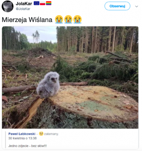 Sowa na Mierzei Wiślanej