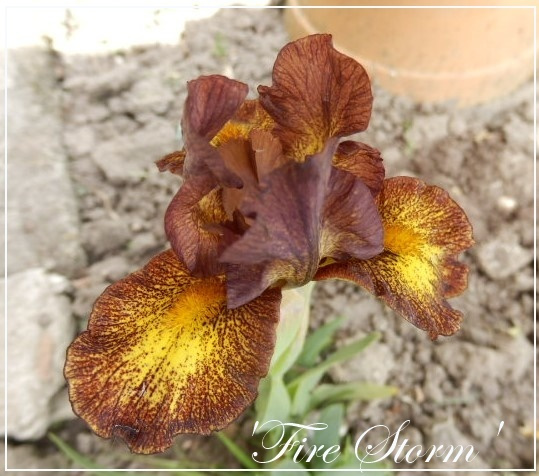 iris fire storm