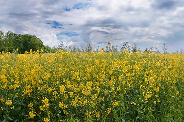 wiosna,wiosna , #wiosna #land #NRW