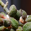 Adromischus marianiae herrei 'Coffeebean'