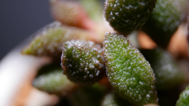 Adromischus marianiae herrei 'Coffeebean'