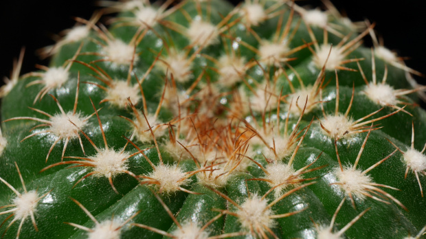 Notocactus Werdermannianus