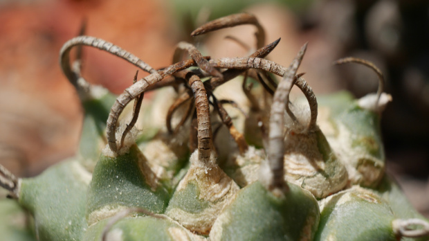 Turbinicarpus schmiedickeanus