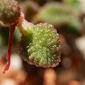 Adromischus marianiae herrei 'Coffeebean'