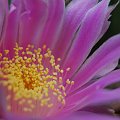 Echinocereus pulchellus ssp. venustus