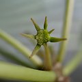 Dorstenia foetida