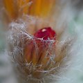 Parodia chrysacanthion cv. "Rubra Orange Flame"