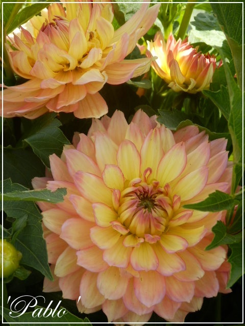 dahlia 'pablo'