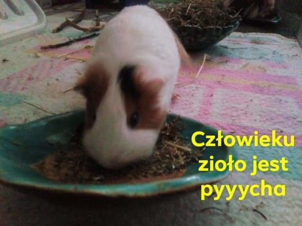 API - niezłe ziółko