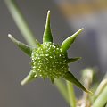 Dorstenia foetida