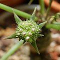 Dorstenia foetida - gotowa do wystrzału nasion