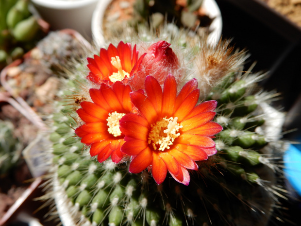 Parodia chrysacanthion cv. "Rubra Orange Flame"