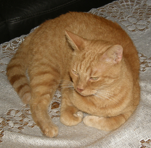 Obrazek