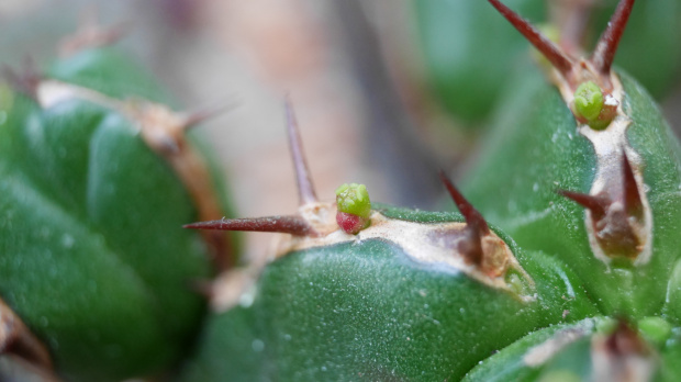 Euphorbia Officinarum subsp. Echinus