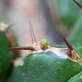 Euphorbia Officinarum subsp. Echinus