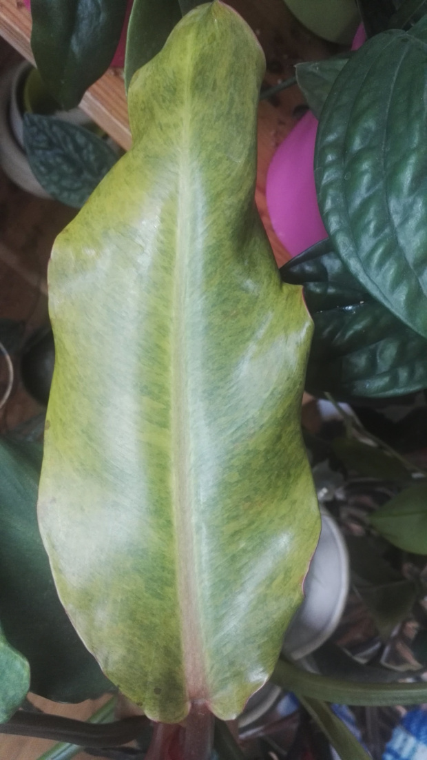 pfilodendron