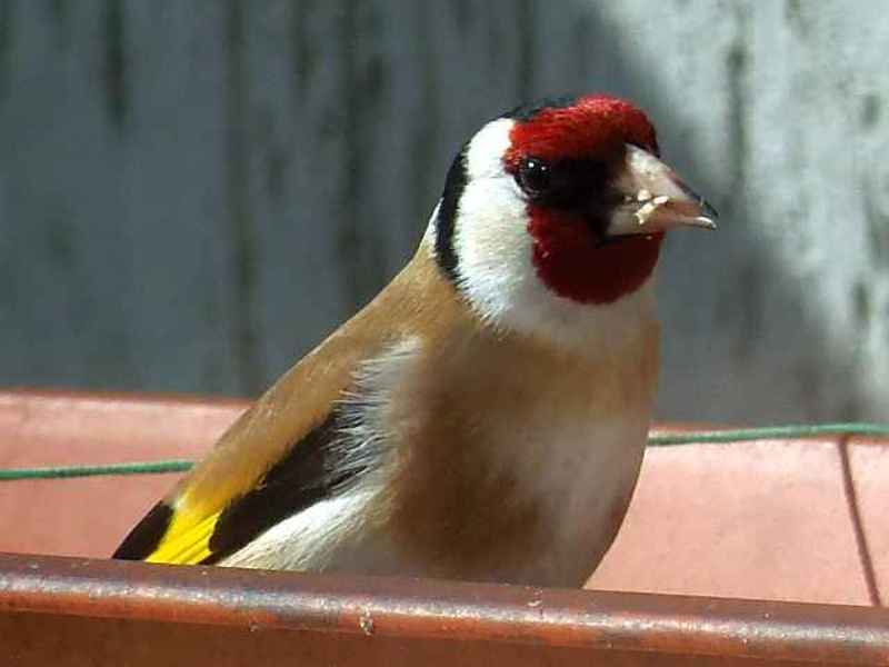 Obrazek