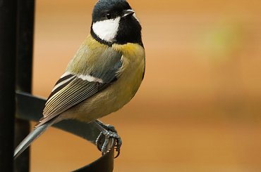 #ptaki #Fink #zieby #kowalik #rudzik