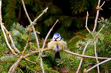 Modraszka #modraszki #zieby #ptaki