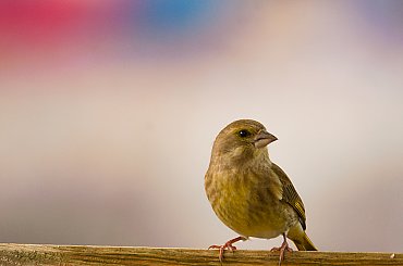 Dzwoniec.- #ptaki #natura #przyroda #dzwoniec