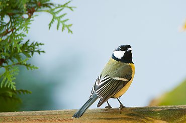 Bogatka,- #ptaki #natura #przyroda #bogatka #kohlmeise -