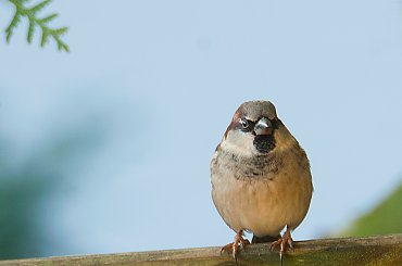 Wrobel.- #ptaki #buchfink #zieby #kowaliki #bogatki #natura #przyroda