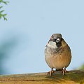 Wrobel.- #ptaki #buchfink #zieby #kowaliki #bogatki #natura #przyroda