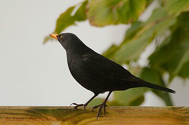 #ptaki #buchfink #zieby #kowaliki #bogatki #natura #przyroda