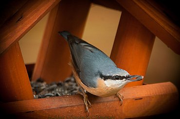 #ptaki #buchfink #zieby #kowaliki #bogatki #natura #przyroda