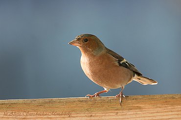 Zieba #ptaki #buchfink #zieby #kowaliki #bogatki #natura #przyroda