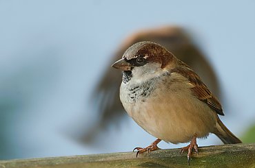 Wrobel.-z uciekajacym kumplem,- #ptaki #buchfink #zieby #kowaliki #bogatki #natura #przyroda