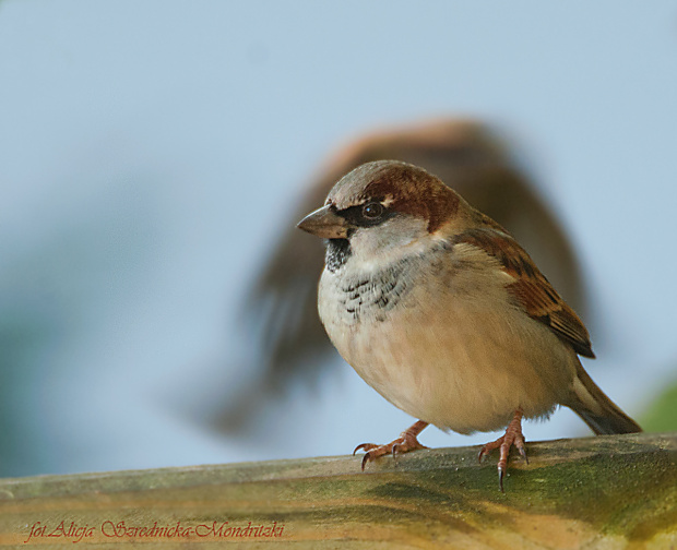 Wrobel.-z uciekajacym kumplem,- #ptaki #buchfink #zieby #kowaliki #bogatki #natura #przyroda
