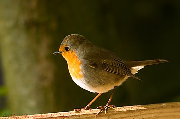 Rudzil,- #ptaki #rudziki #zieby #ogrody