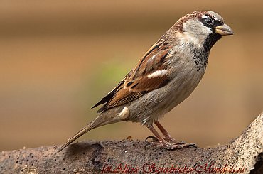 Wróbelek -Elemelek:- #modraszki #zieby #ptaki #natura #przyroda