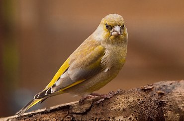 Dwoniec:- #dzwonce #modraszki #zieby #ptaki #natura #przyroda