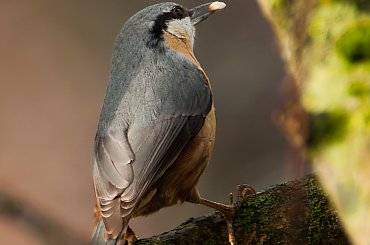 Kowalik #dzwonce #modraszki #zieby #ptaki #natura #przyroda