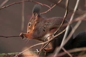 wiewiórek co raz to wiecej ... #wiewiórki #zwierzeta #natura