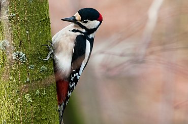 Dzieciol.- #ptaki #zwierzeta #gile #zieby #Dzieciol