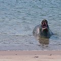 Seehundbänke,kolonia fok nieopodal Helgoland ,maja osobna wysepke i wielka plaze ,odpowiednie warunki #foki #seehunde #robben #morze #wyspy #helgoland