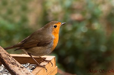 Rudzik.- #rudziki #ptaki #natura