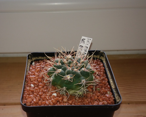 Gymnocalycium kroenleinii WR 805